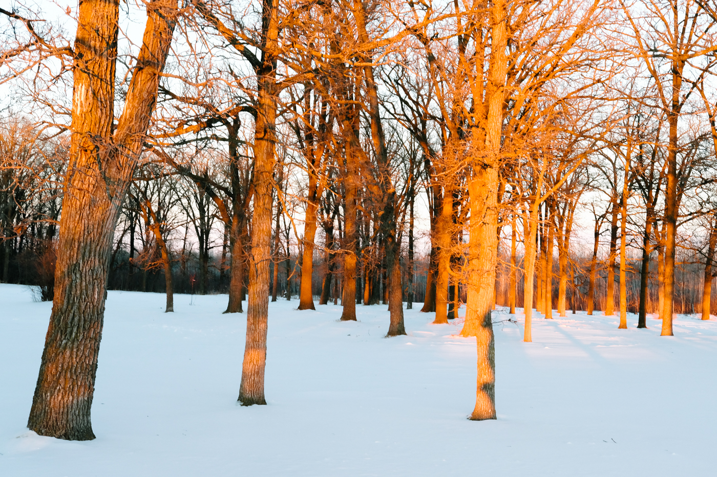 Debora Dahl winter sunset in the trees