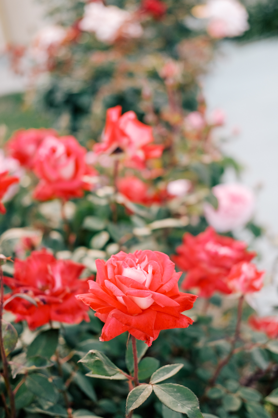 Debora Dahl, roses