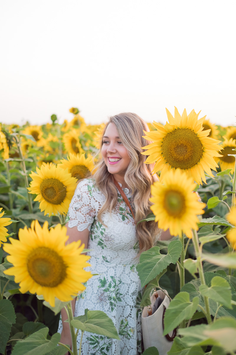 Debora Dahl, white lace dress, sunflower fields